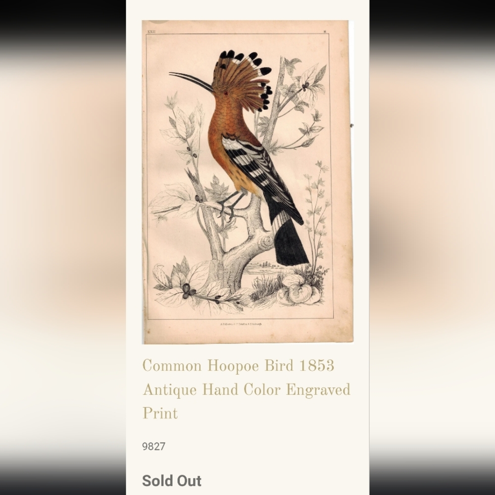 Rare Mid-19th Cent c.1853 London Hoopoe Bird Hand-Colored Engraving w Rare Frame - Picture 8 of 8